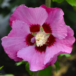 Гибискус сирийский Pink Giant