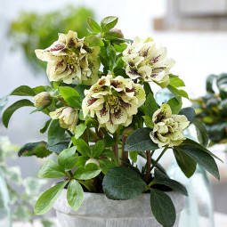 Морозник Double Ellen Spotted Yellow