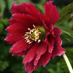 Морозник Prince Double Red