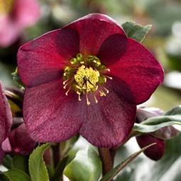 Морозник Prince Red Picotee