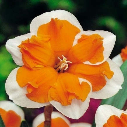 Нарцисс Split Corona Orangery