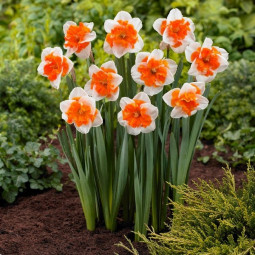 Нарцисс Split Corona Orangery