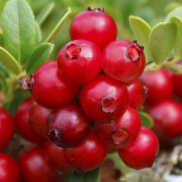 Брусника Ред Перл (Red Pearl)