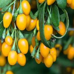 Ягоды Годжи Golden Berry (Голден Берри) контейнер 0.5 л