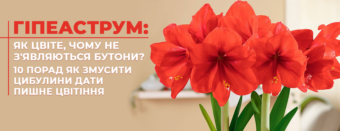 Гіпеаструм: як цвіте, чому не  з'являються бутони?
